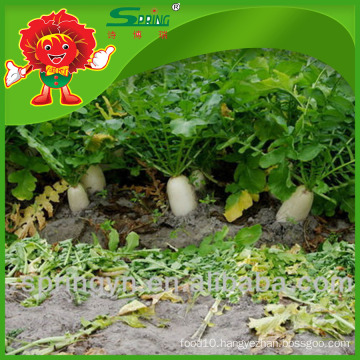 Organic cultivated Vegetables Fresh Chinese Radish wholesale
